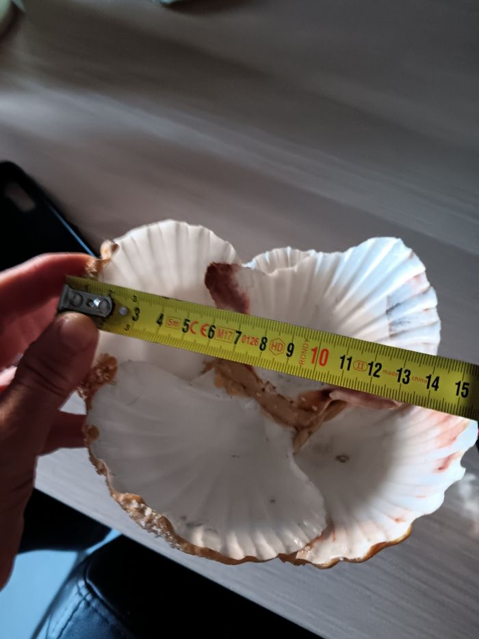 poupée  en coquillage - photo numéro 7