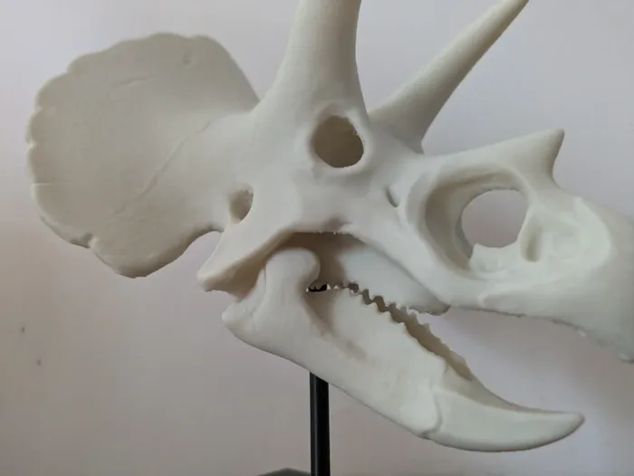 Crâne de triceratops sur socle - photo numéro 16