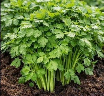 Persil géant d’Italie 200 graines 