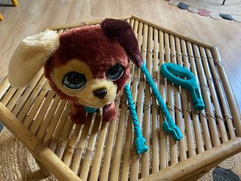 Chien