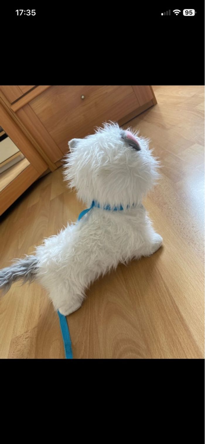 Chat a promener - photo numéro 4