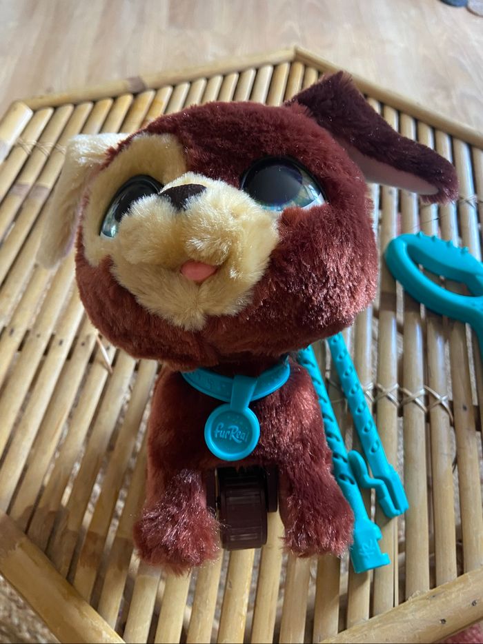 Chien - photo numéro 2