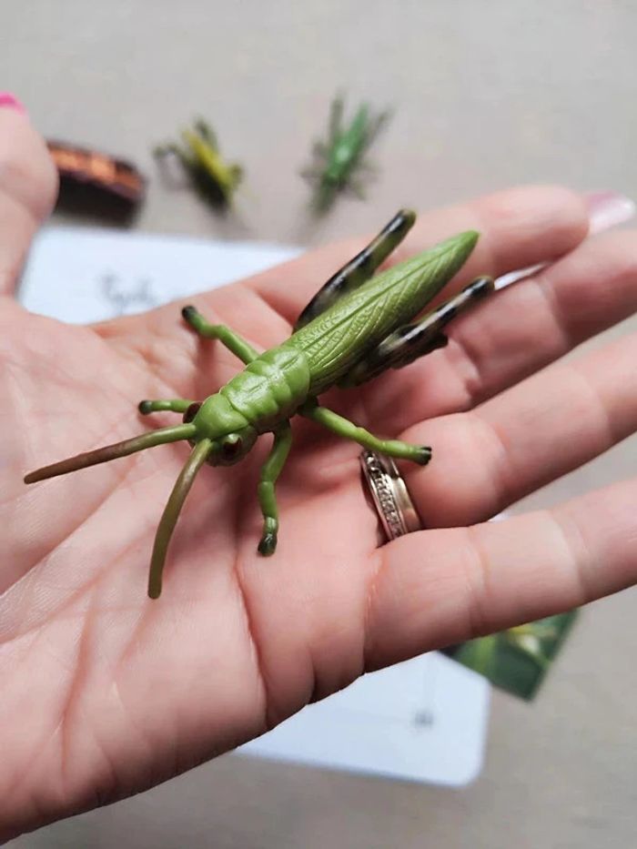 Kit cycle de vie de la sauterelle Montessori - photo numéro 5