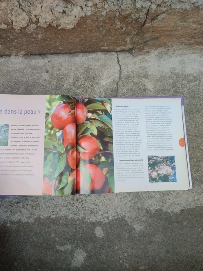 Livre et tout commence avec la pomme - photo numéro 8