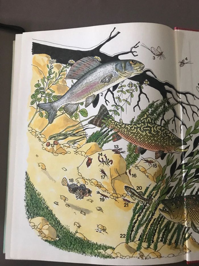 Livre Le livre de la pêche - photo numéro 11