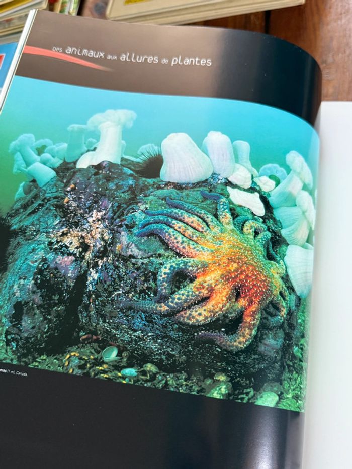 Grand beau livre Planète Mers Nicolas Hulot Laurent Ballesta Pierre Descamp Michel Lafon - photo numéro 3