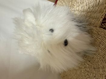 Peluche vintage Bobtail