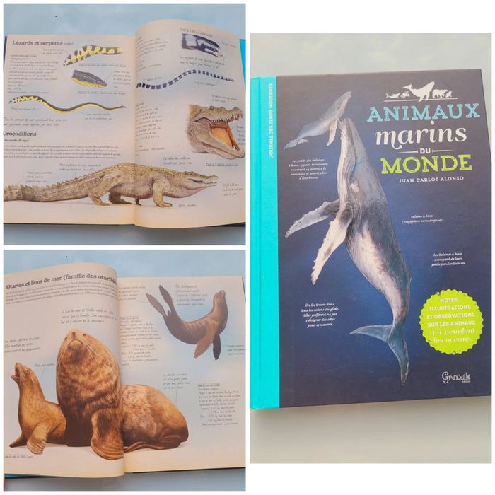 Très beau livre grand format : 🦈 Les Animaux Marins du Monde 🐋 Grenouille éditions (63)