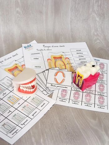 Kit anatomie de la mâchoire, dents + dentier articulé Montessori