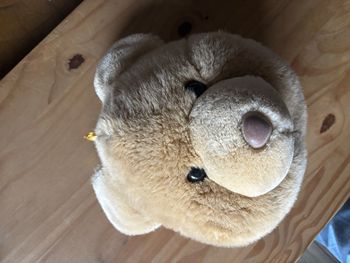 Tête d’ours à accrocher