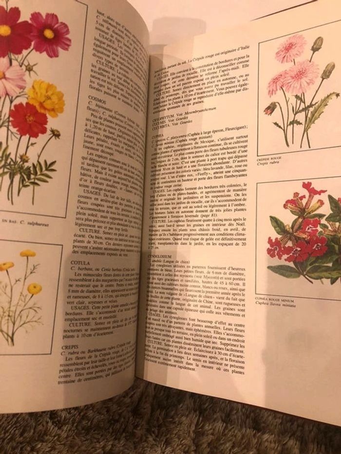 Livre Plantes annuelles - photo numéro 2