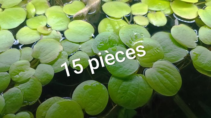Lot de 15 pièces de plantes flottantes aquarium 🌿 - photo numéro 2
