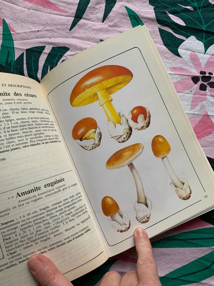 60 champignons 190 recettes - photo numéro 6