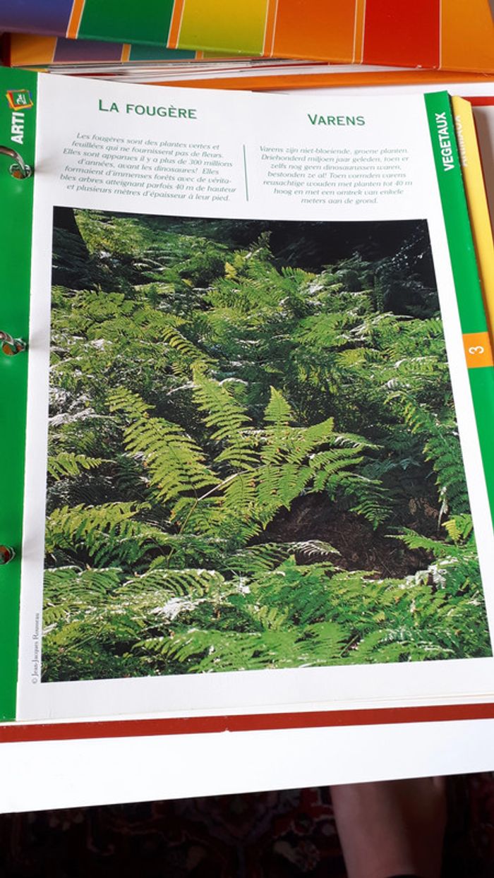 Lots de fiches éducatives - photo numéro 2