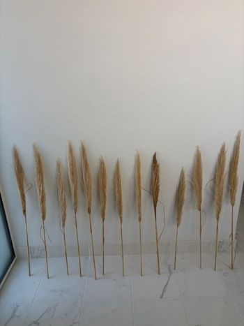 Lot de 13 tige de pampas