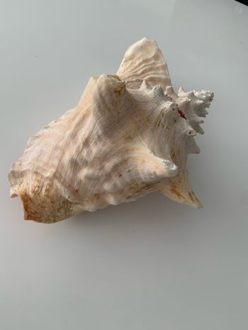Coquillage géant