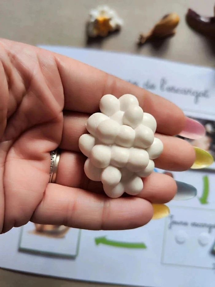 Kit cycle de vie d'un escargot Montessori - photo numéro 5