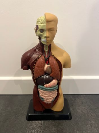 Buste corps humain neuf avec organes amovibles 