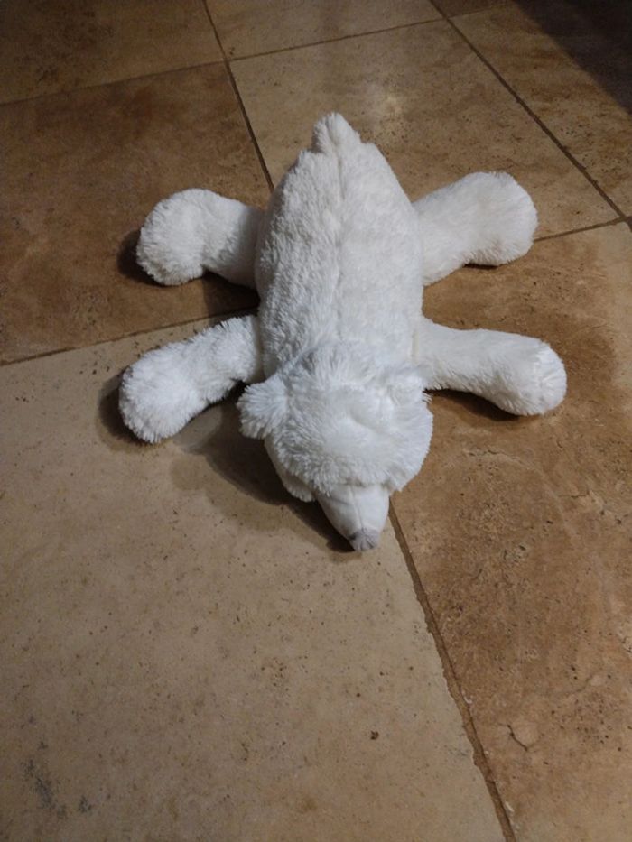 Ours polaire - photo numéro 2