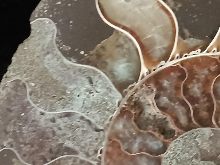 Ammonite - photo numéro 6