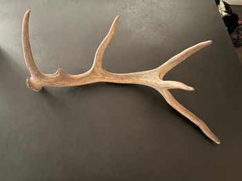 Authentique Bois de cerf  60 cm - très bon état 