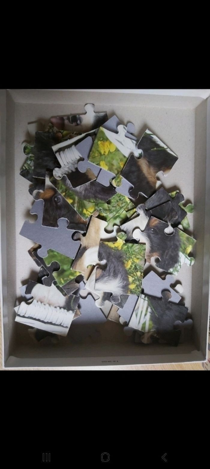 Chiens puzzle - photo numéro 2