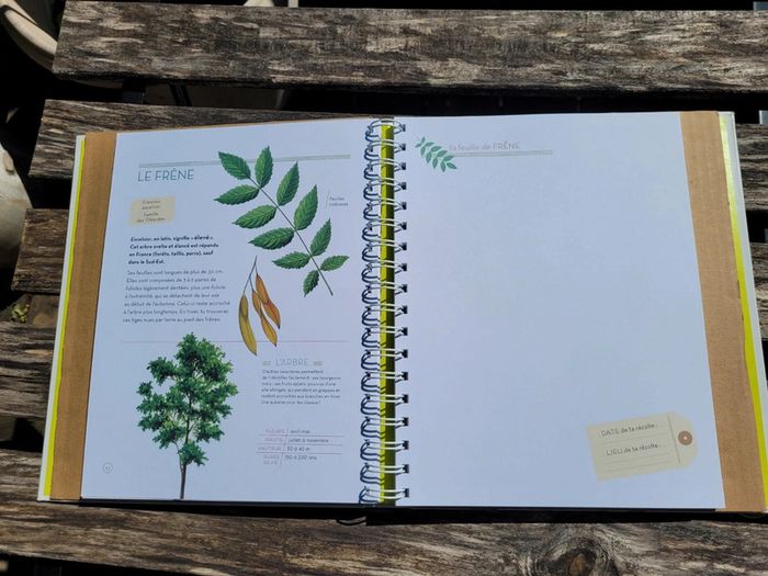 Très bel herbier Milan : L'Herbier des feuilles 🍃 72 - photo numéro 6