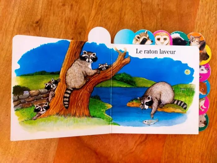 🦉 Les animaux de la nuit 🦝 - photo numéro 2