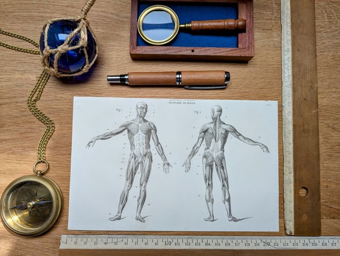 Imprimée en 1851, Le Squelette humain, Vintage Authentique (cadre non inclus ) - photo numéro 2