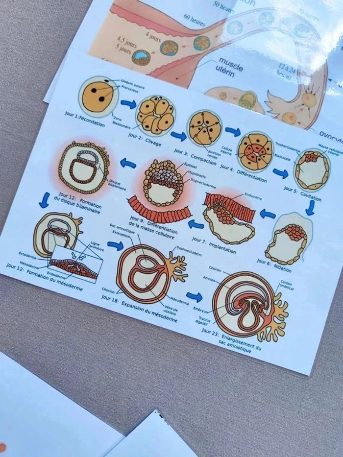 Développement embryonnaire et fœtal - photo numéro 4