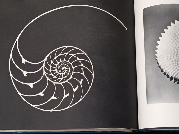 Les coquillages - photo numéro 8