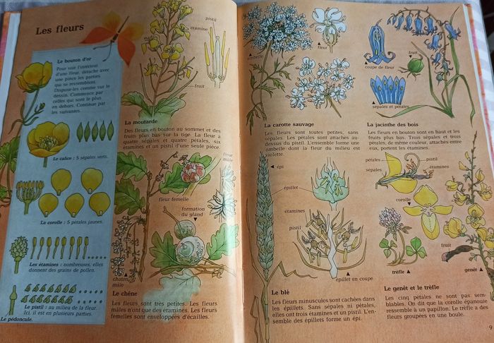 💐 Livre les fleurs et la botanique Epigones 💐 - photo numéro 3