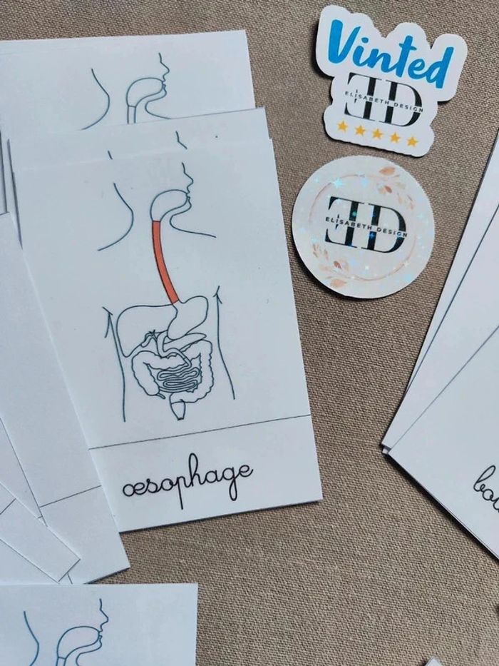 Cartes de nomenclature sur l'appareil digestif - photo numéro 5