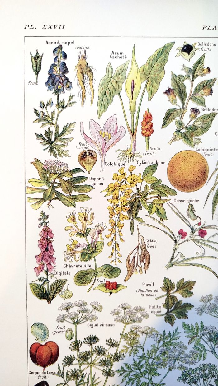 Affiche sur les plantes dangereuses "cigue", d'après une lithographie de 1920 - photo numéro 2