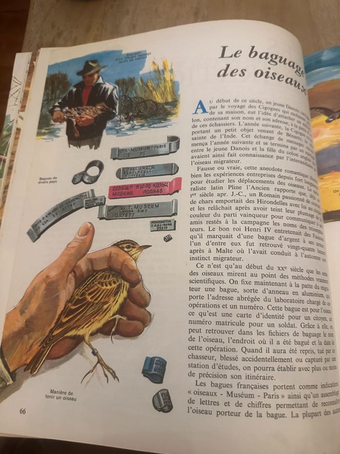 Pierre Probst Jean Dorst - Encyclopédie en couleurs Le monde des oiseaux Hachette - photo numéro 11