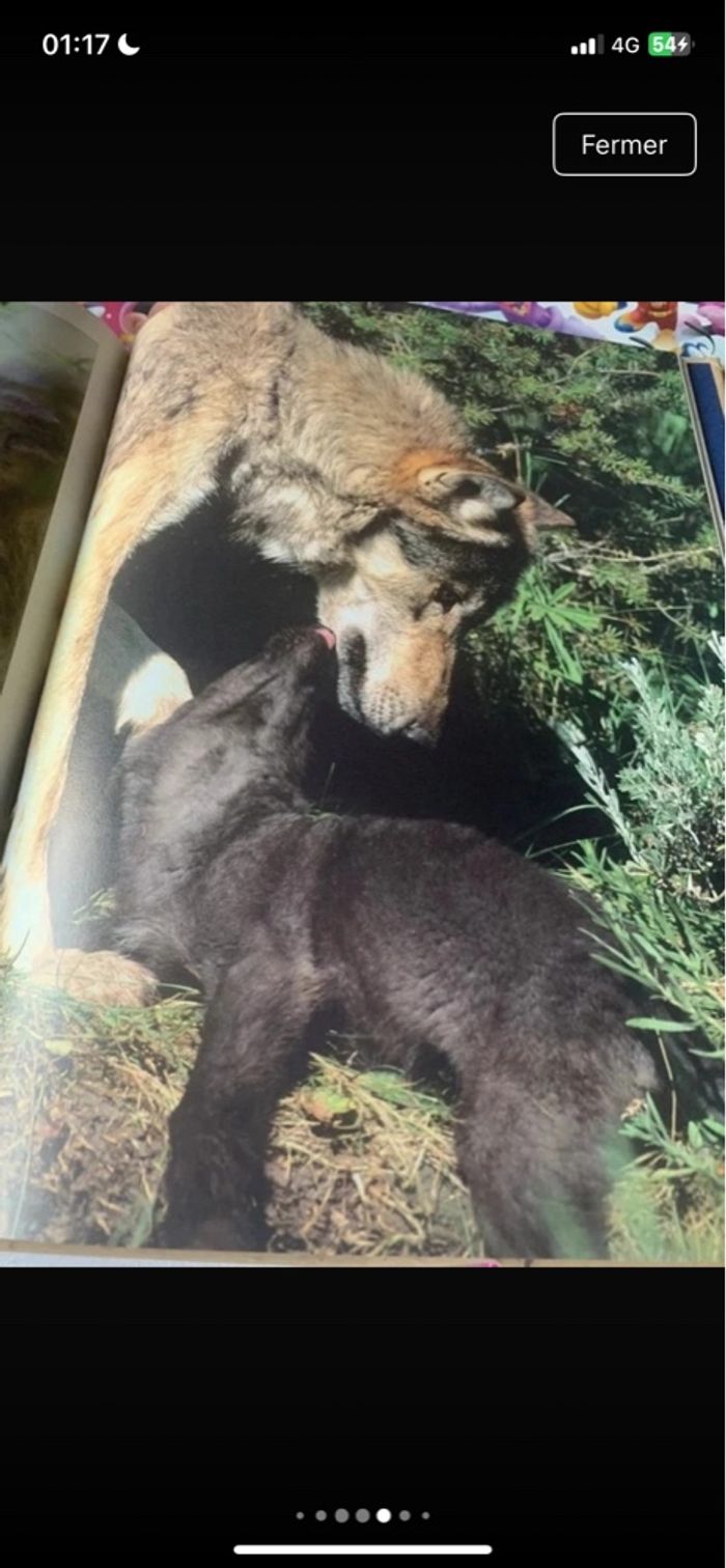 Lot livres pour enfants sur les animaux - photo numéro 3
