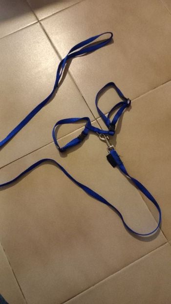 Harnais pour rongeur