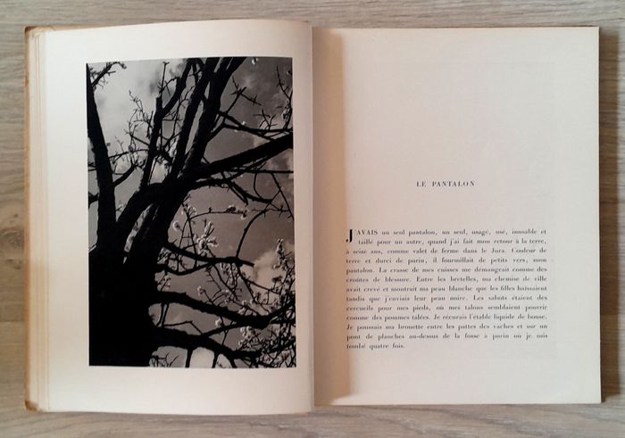 Luc Dietrich - Terre - photo numéro 8