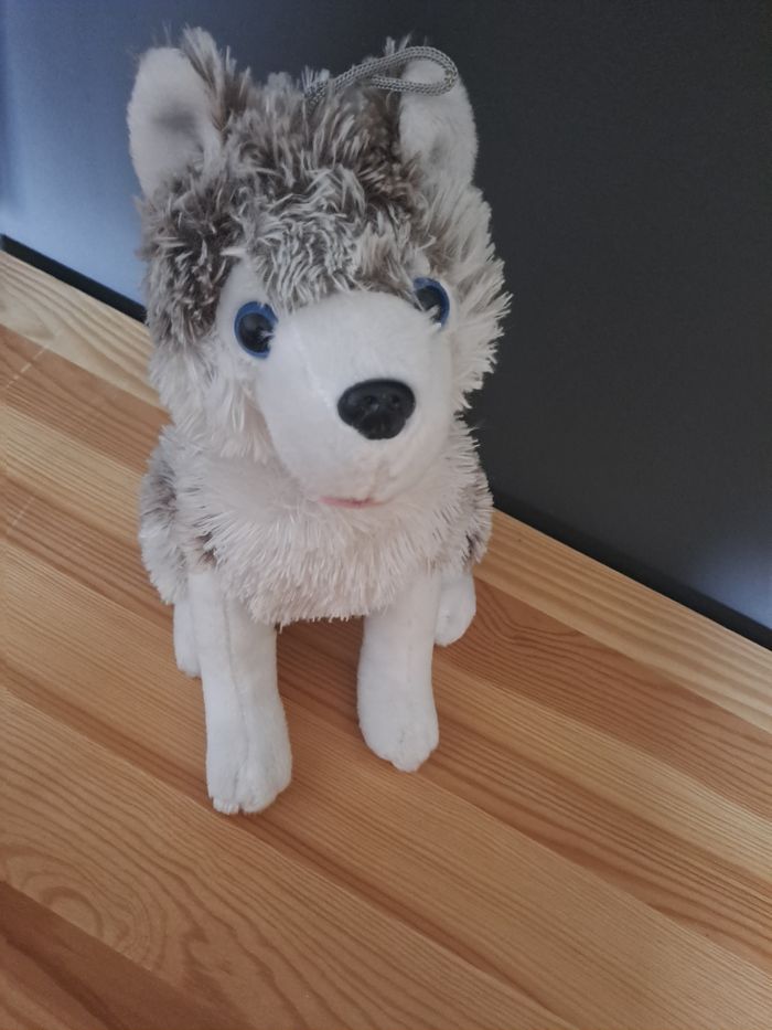 Husky assi très doux