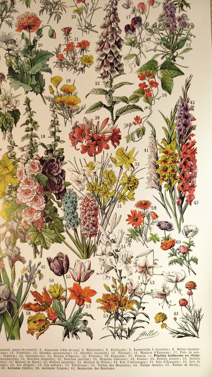 🌸 Affiche sur les fleurs "amarante", d'après une lithographie de 1928 - photo numéro 4