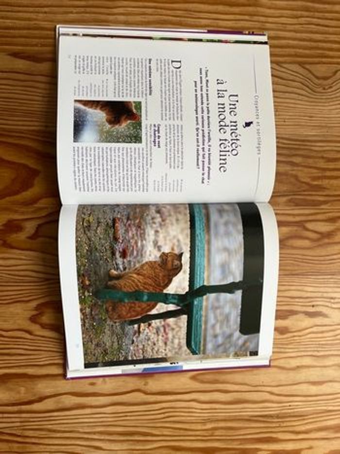 Un chat de légende - photo numéro 3