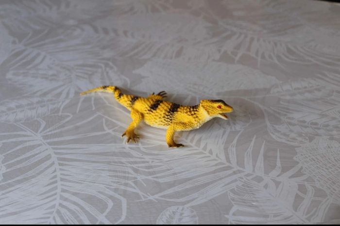 lézard  épineux - photo numéro 3