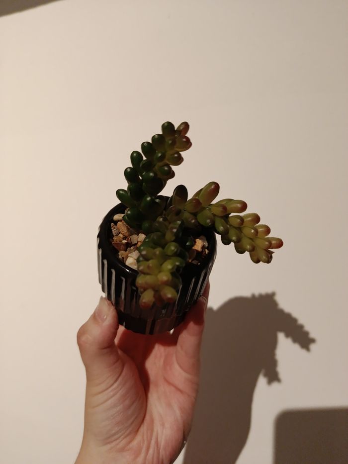 Fausse plante - photo numéro 2
