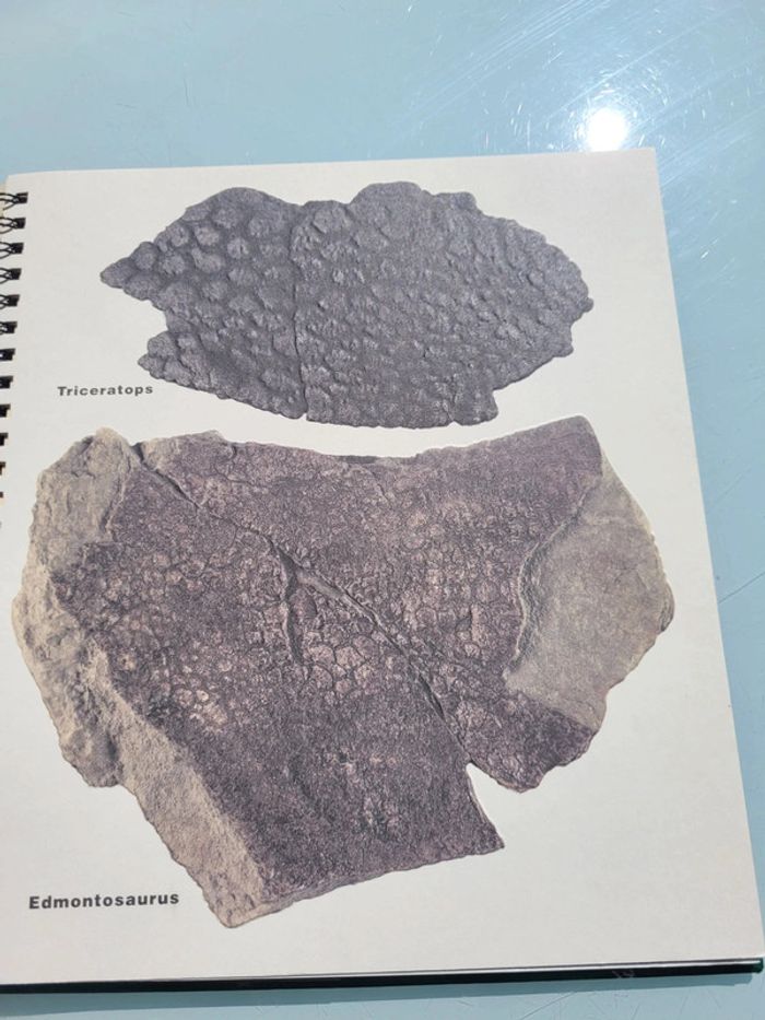 Livre animé de flaps Mi-oiseaux, mi-dragons, les dinosaures, Gallimard Jeunesse (47) - photo numéro 7