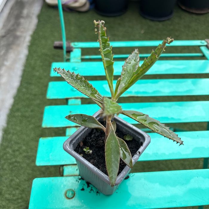 Superbe bouture Kalanchoe daigremontiana, plantes-mères ou Mère de milliers. - photo numéro 3