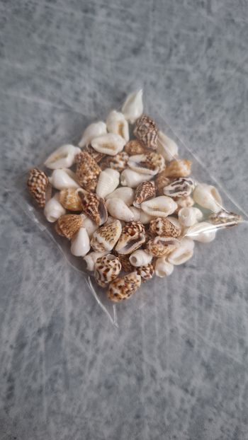 Perles coquillages