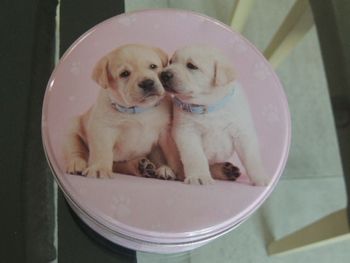 Boîte en métal chien