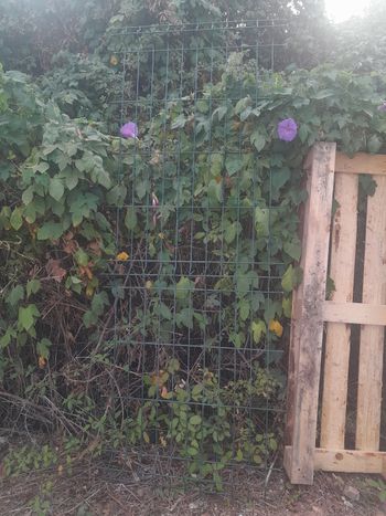 1Un morceau de grillage