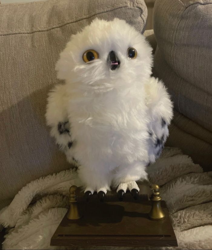 Chouette Edwige Harry Potter