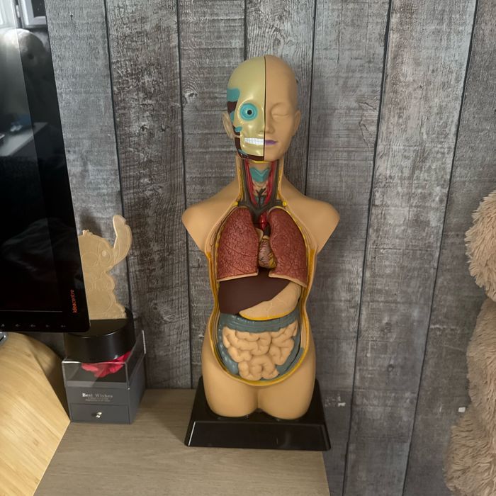 Corps anatomie